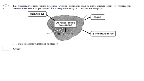 Как называется данный процесс в биологии Ответ в ВПР по 7 классу