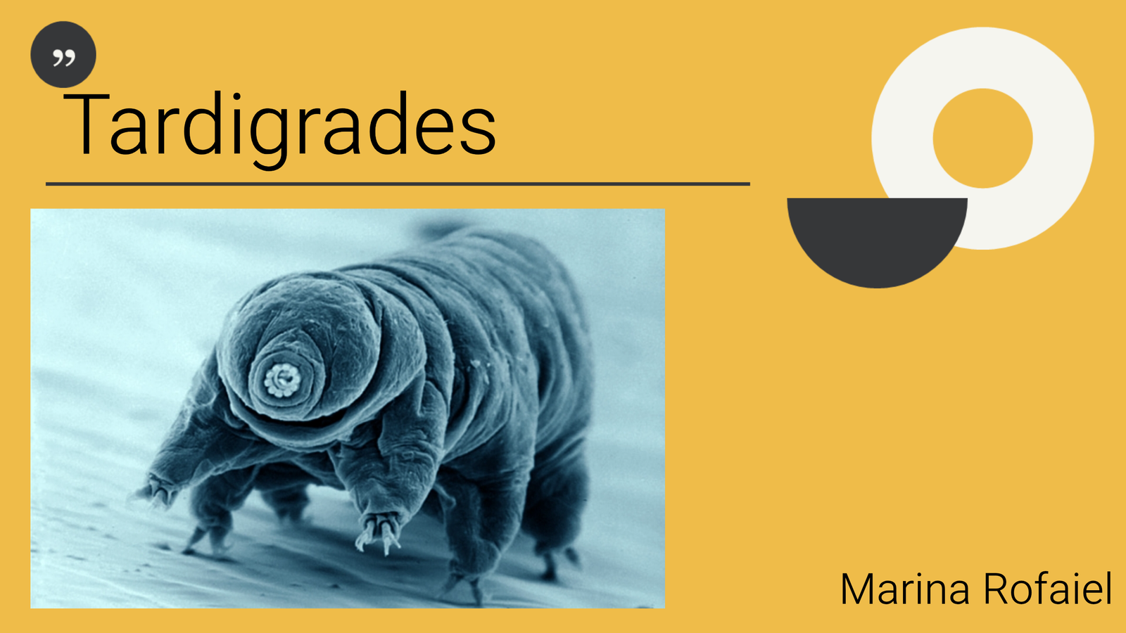 Slide by m36553350